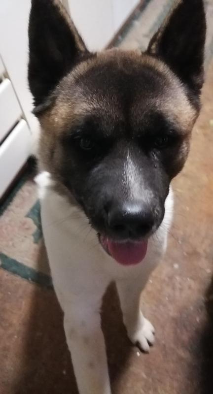 Yoshi begging for more