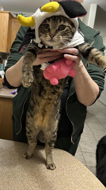 Moo-valous! Louie as a Cow