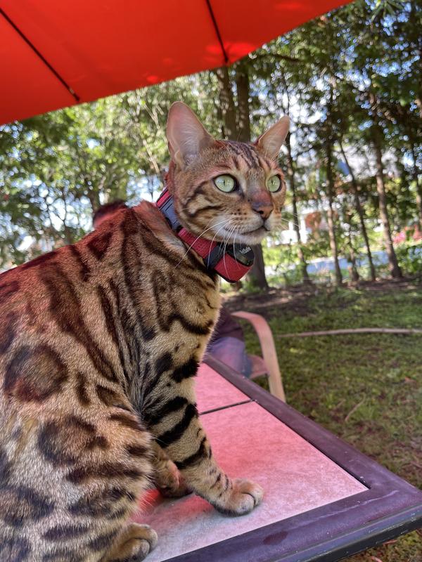 Minnow and he wears invisible fence colar