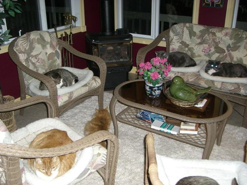 Our 6 cats on their pads