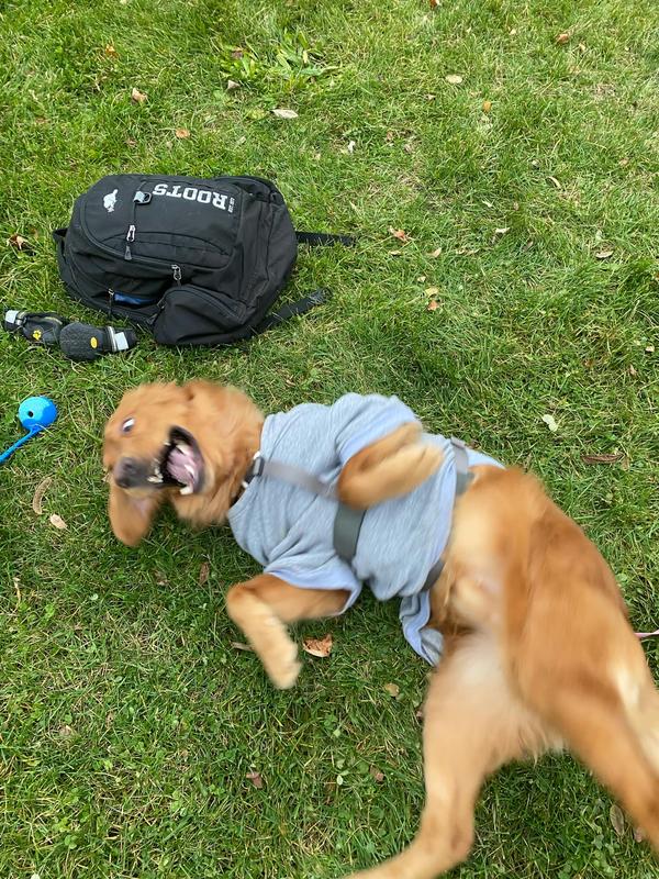 Mars waiting for another dog to leave so we can keep playing fetch