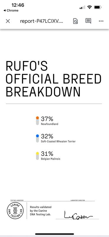 My almost supermutt dog is only three breeds?