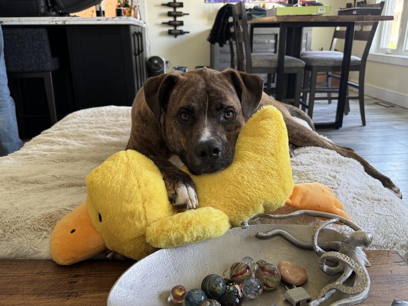 Loves his ducky