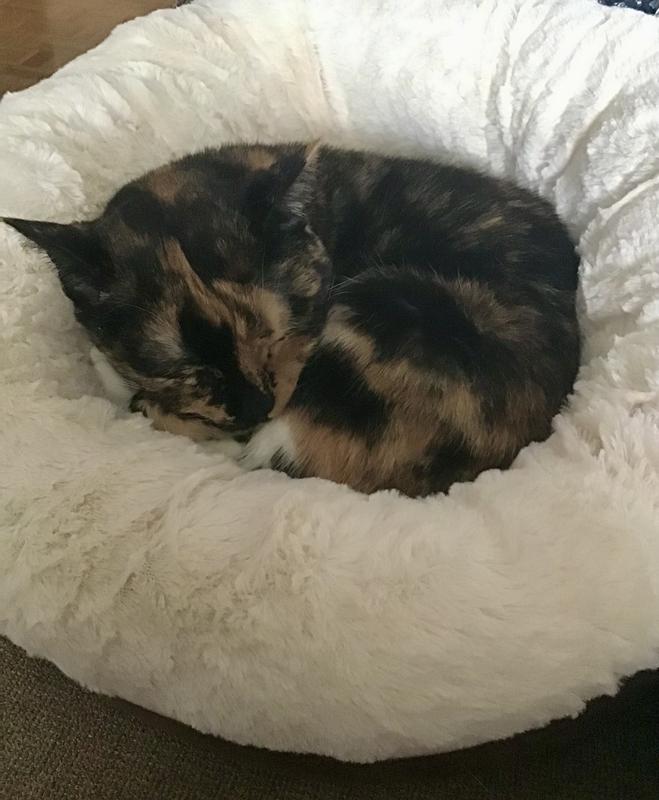 Pantera loves her new bed!