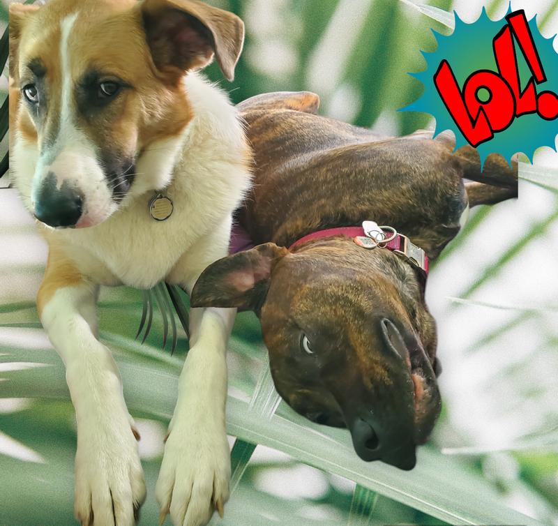 Holly to crazy about food!