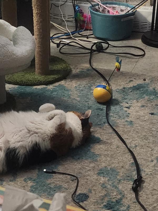 Nalani Patiently Awaiting 😅💙