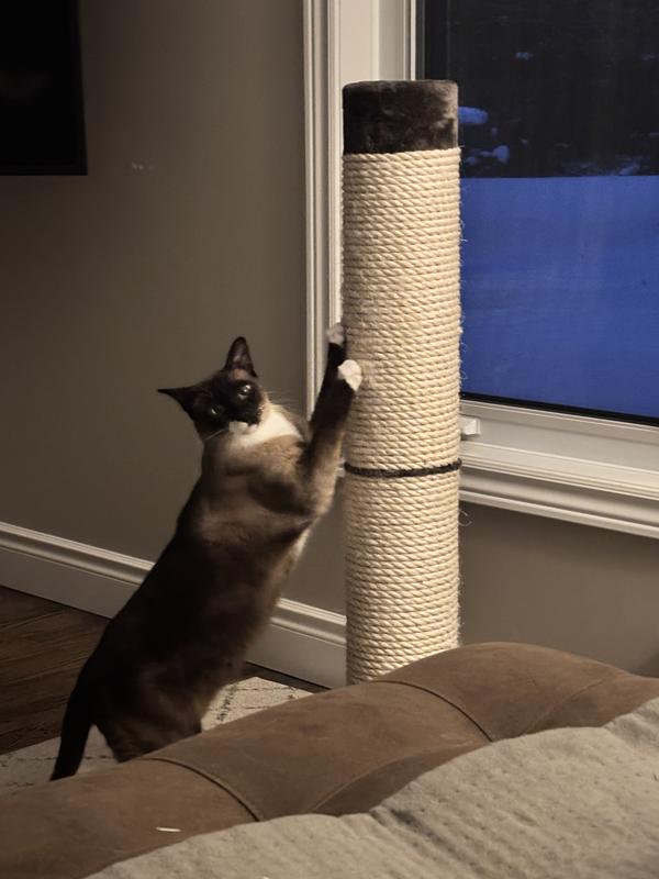 My cats love this!!!