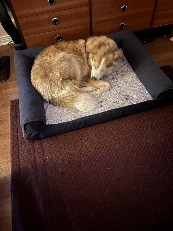 Murphy in his new bed