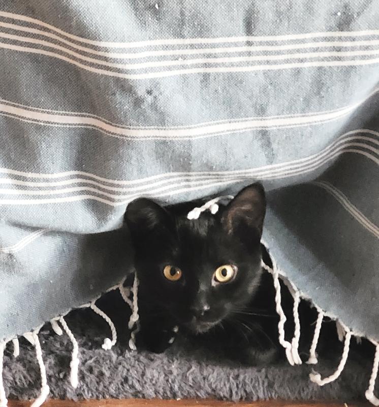 Waiting for my next Blue Buffalo treat