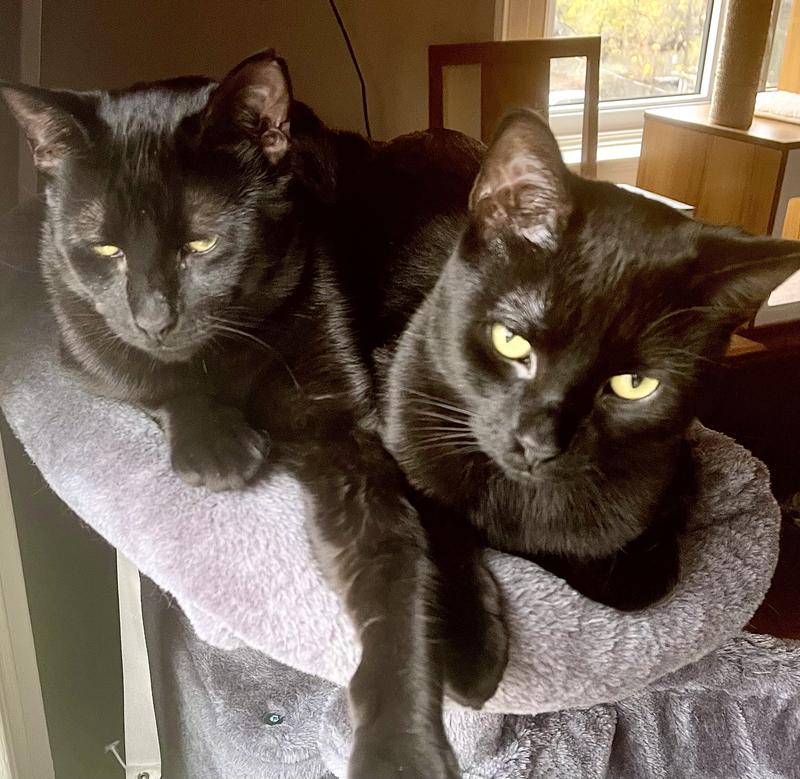 My rescued boys.Happy thanks to Chewyand love