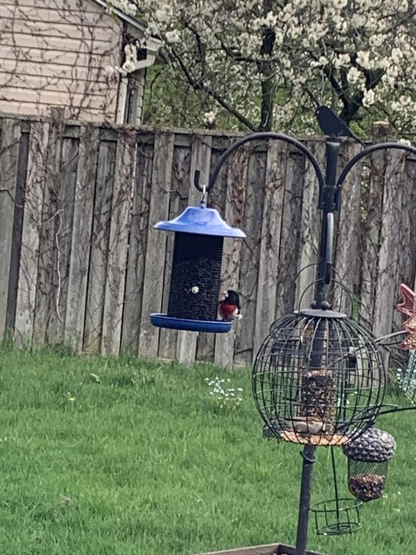 Rose breasted grosbeak enjoying my new feeder