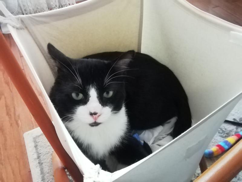 Helping with the laundry