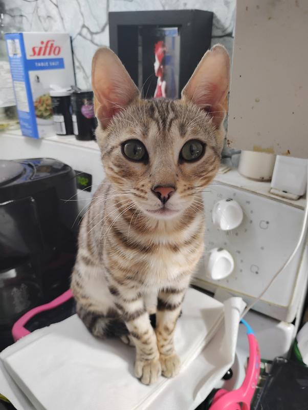 Cheetah is growing her Big cat and loves Sheba!