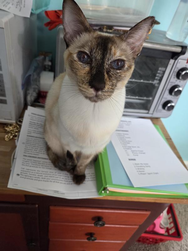 Abu-Brindle 10 years  Chocolate Tories Siamese cats