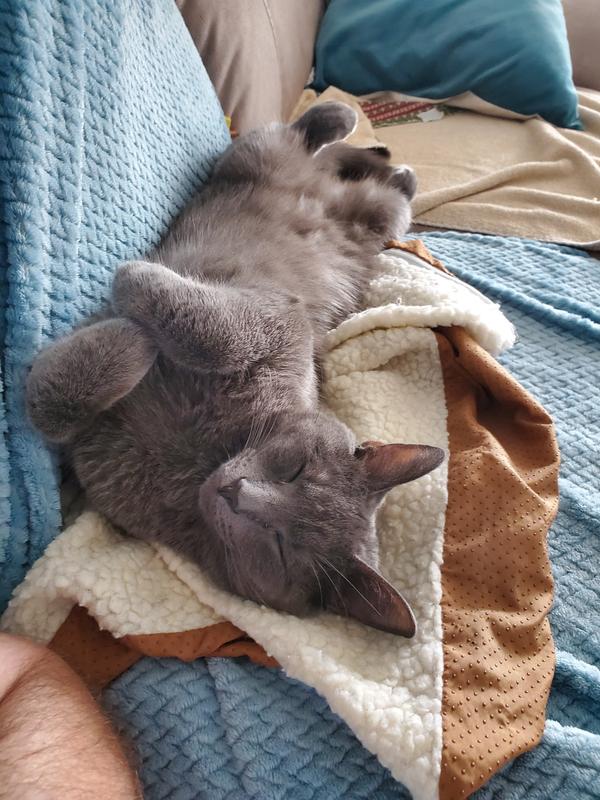 A well fed cat is  a happy cat.