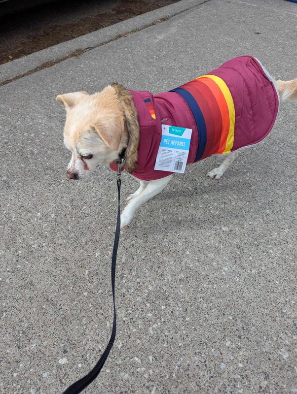 Charlie Girl running the dogwalk!