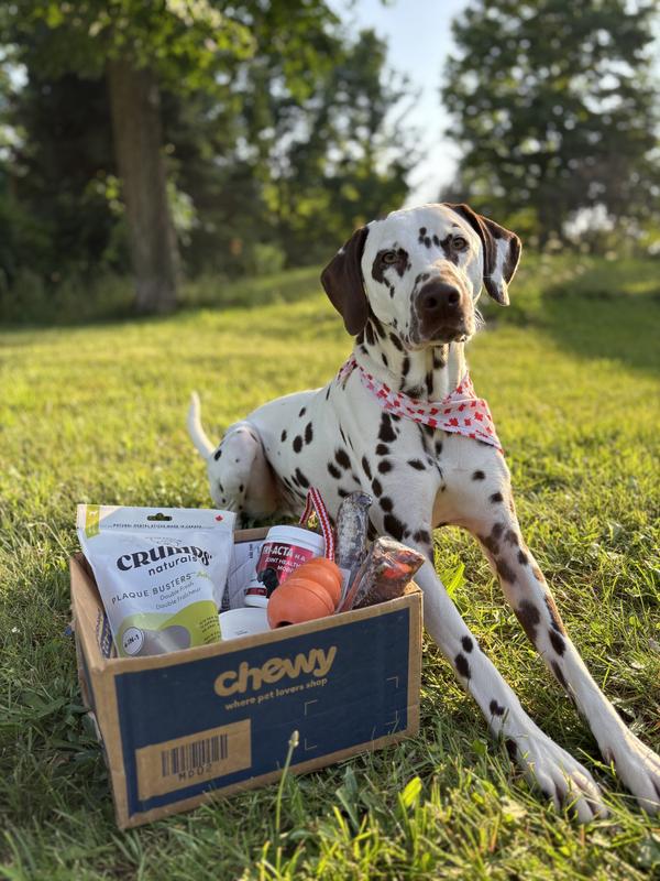 @the.spotted.dogs APPROVED! 👏🏻🐾