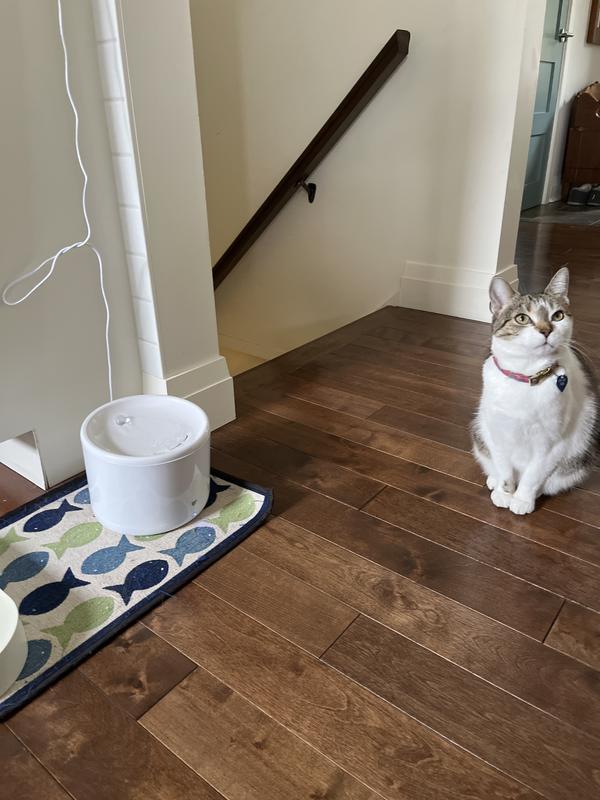 Kiki loves her fountain!