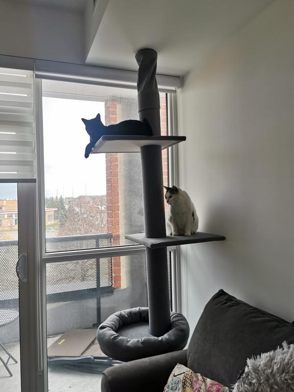 Top Cat: 18lbs / Bottom Cat: 12lbs