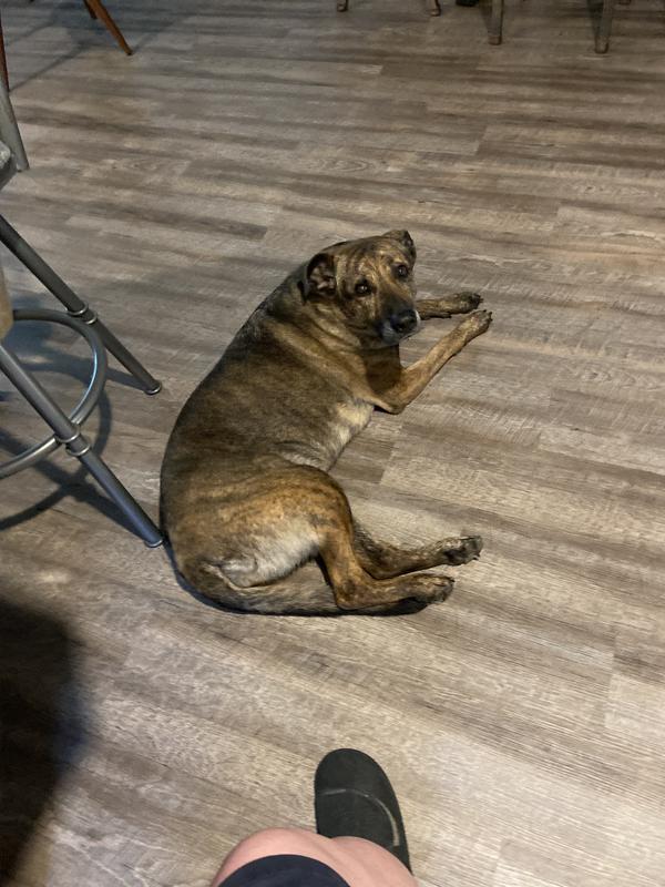 My dog wondering why I am taking her picture