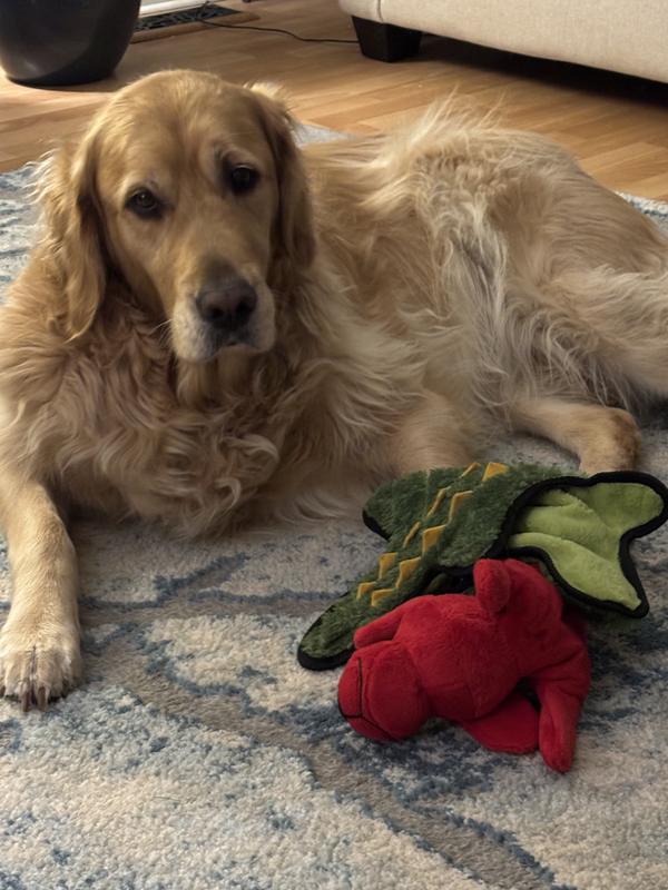 These Chewy toys are a hit!!