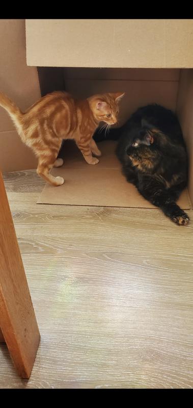 They love duck duck goose