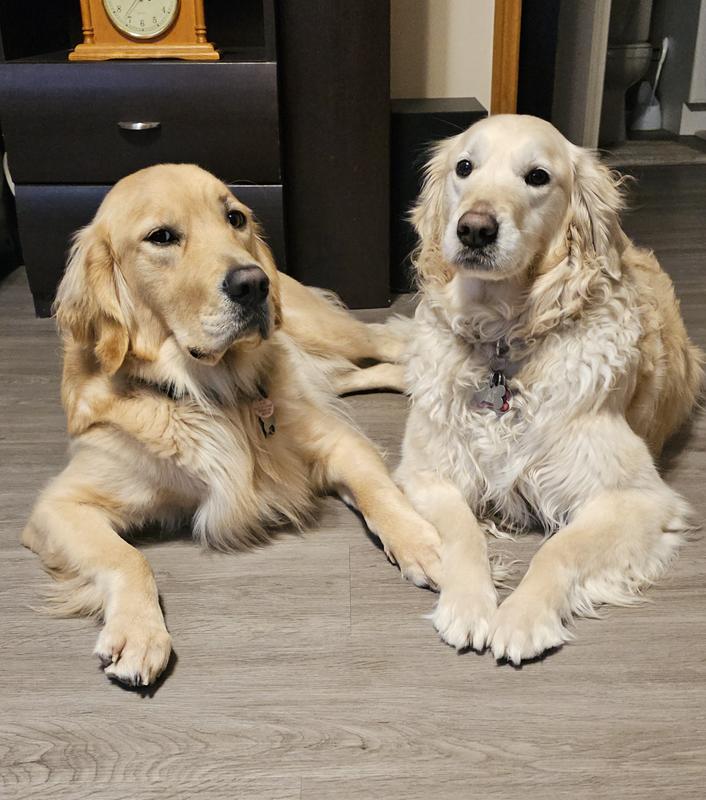 Maverick 1.5 yrs Abby 8 yrs