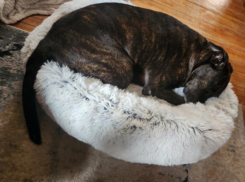 FRISCO Eyelash Cat & Dog Bolster Bed, Silver, XLarge Chewy Canada