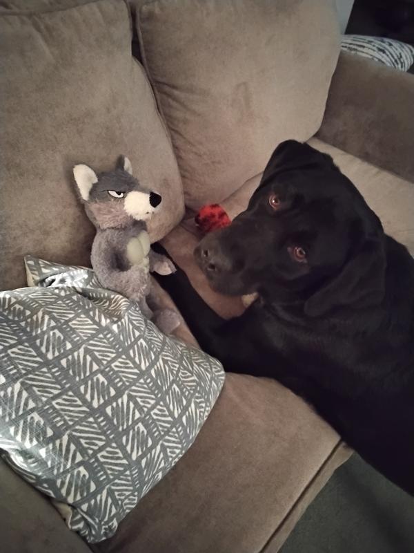 Laddie with Wolfe and tiger