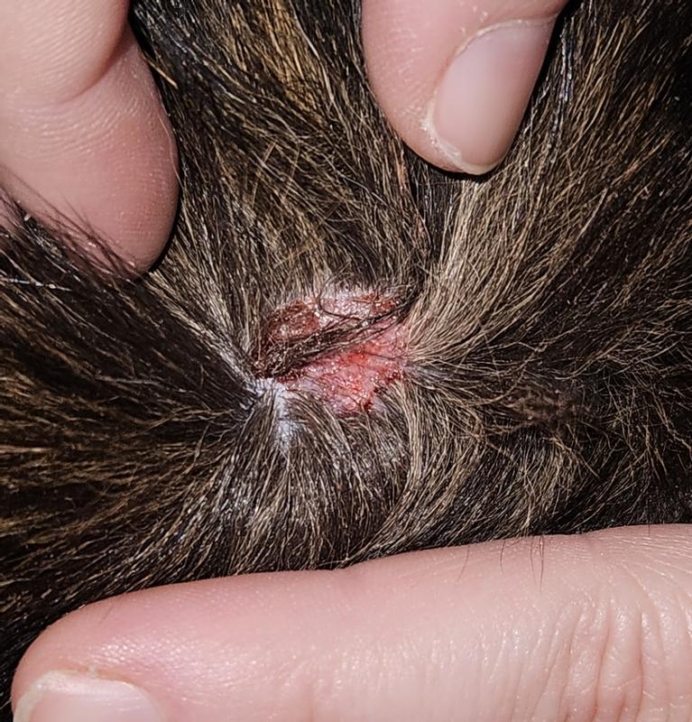 Servere skin reaction