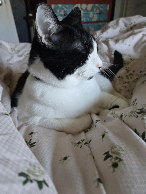 Review Thumbnail Image 3 379850369