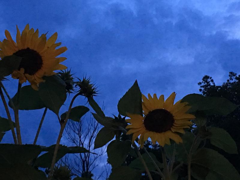 Moody flowers