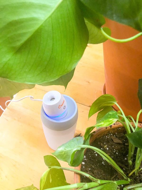 Spa day for the houseplants