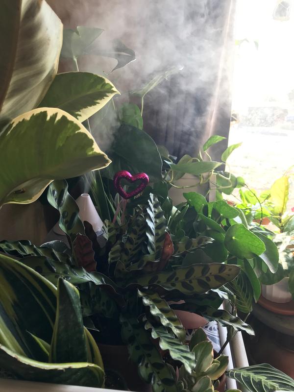 The amount of steam on a medium-high setting!