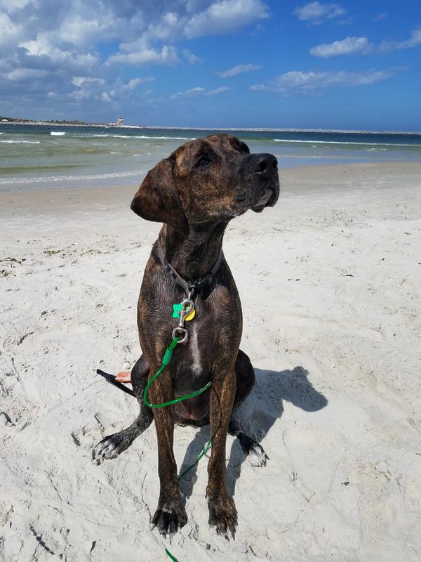 crave dog food target