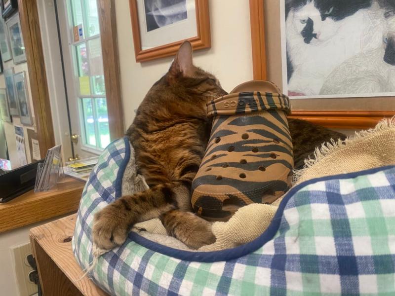 Happy cat and happy feet.