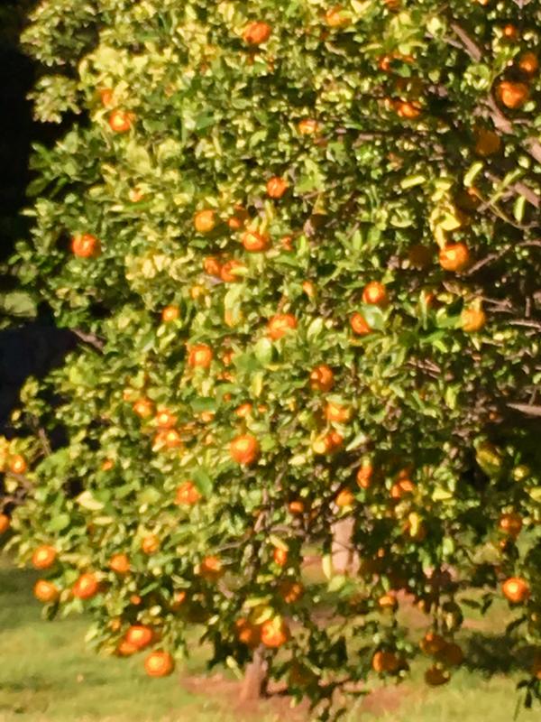 Pukalani tangerines