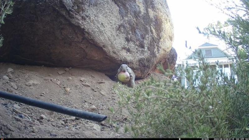 Likes apples from my apple tree