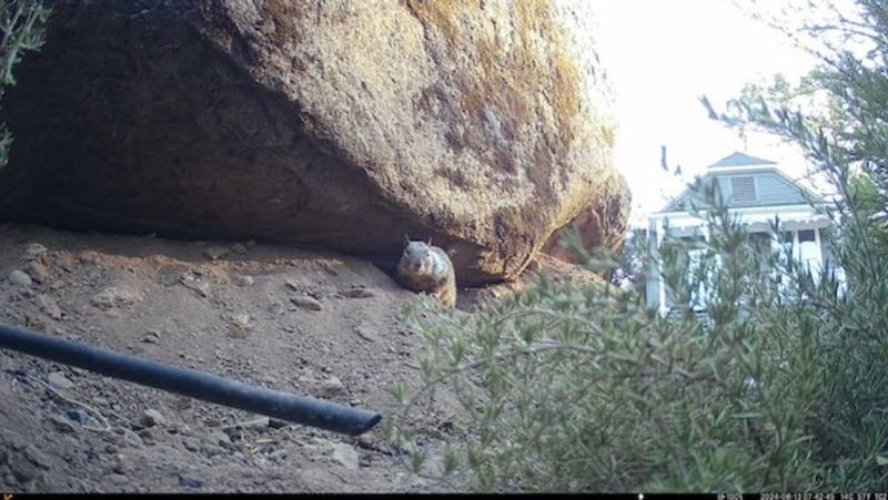 Notices the camera and smiles!