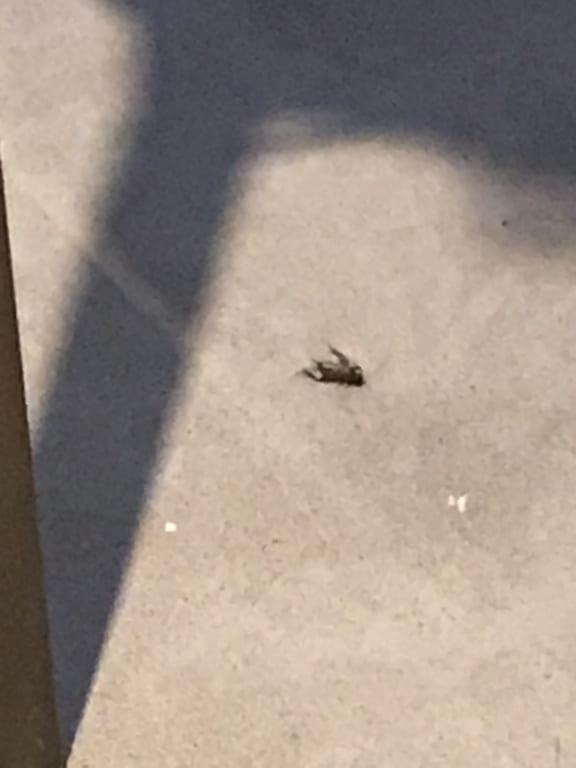 It was more than that but I swept before I thought about taking pic