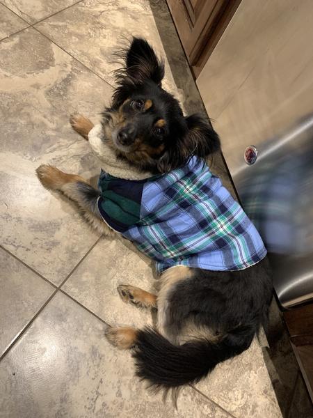 Dog flannel shirt store australia