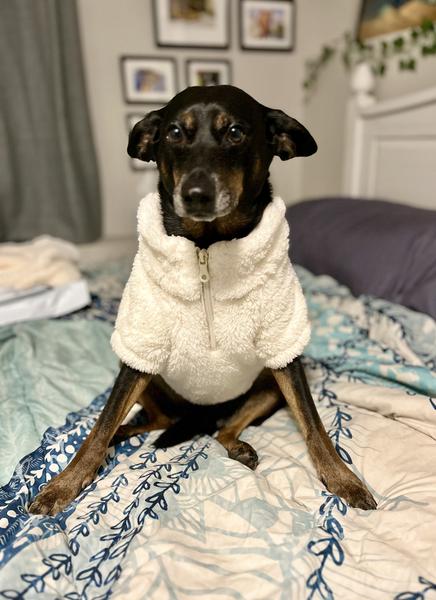 American eagle store matching dog sweater