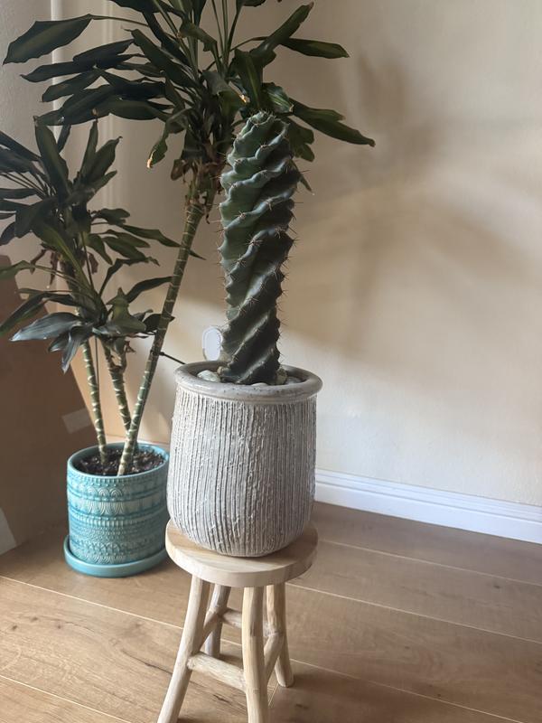 Teak Plant Stand, Tall | AnthroHome