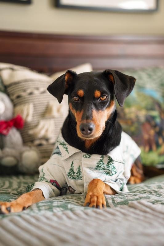 Abercrombie dog online pajamas