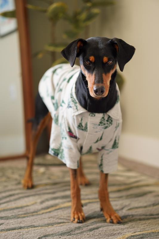 Abercrombie best sale dog pajamas