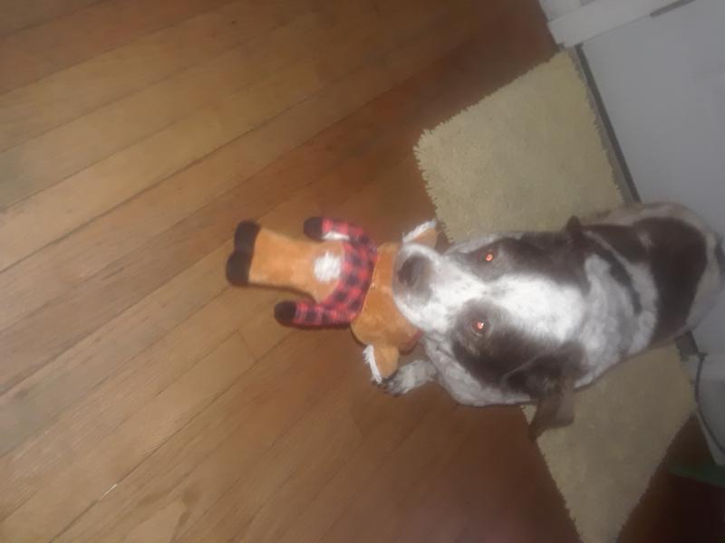 Buddy walking again with his toy