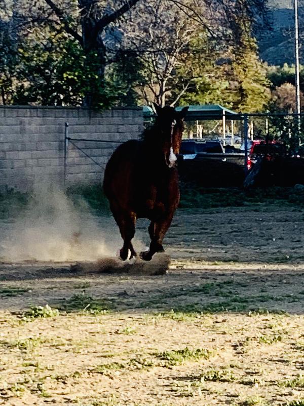 No shoe.. No worries..  Magic Cushion will keep your horse moving...
