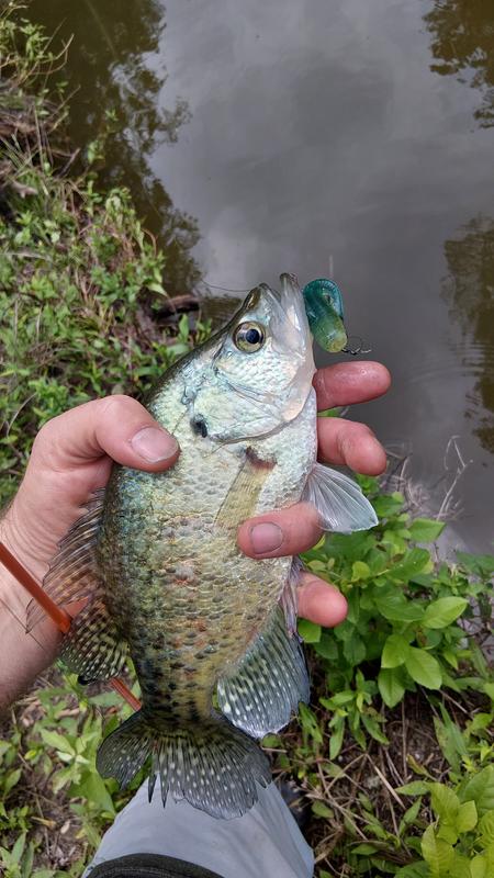 Z-Man® ElaZtech DieZel MinnowZ 4