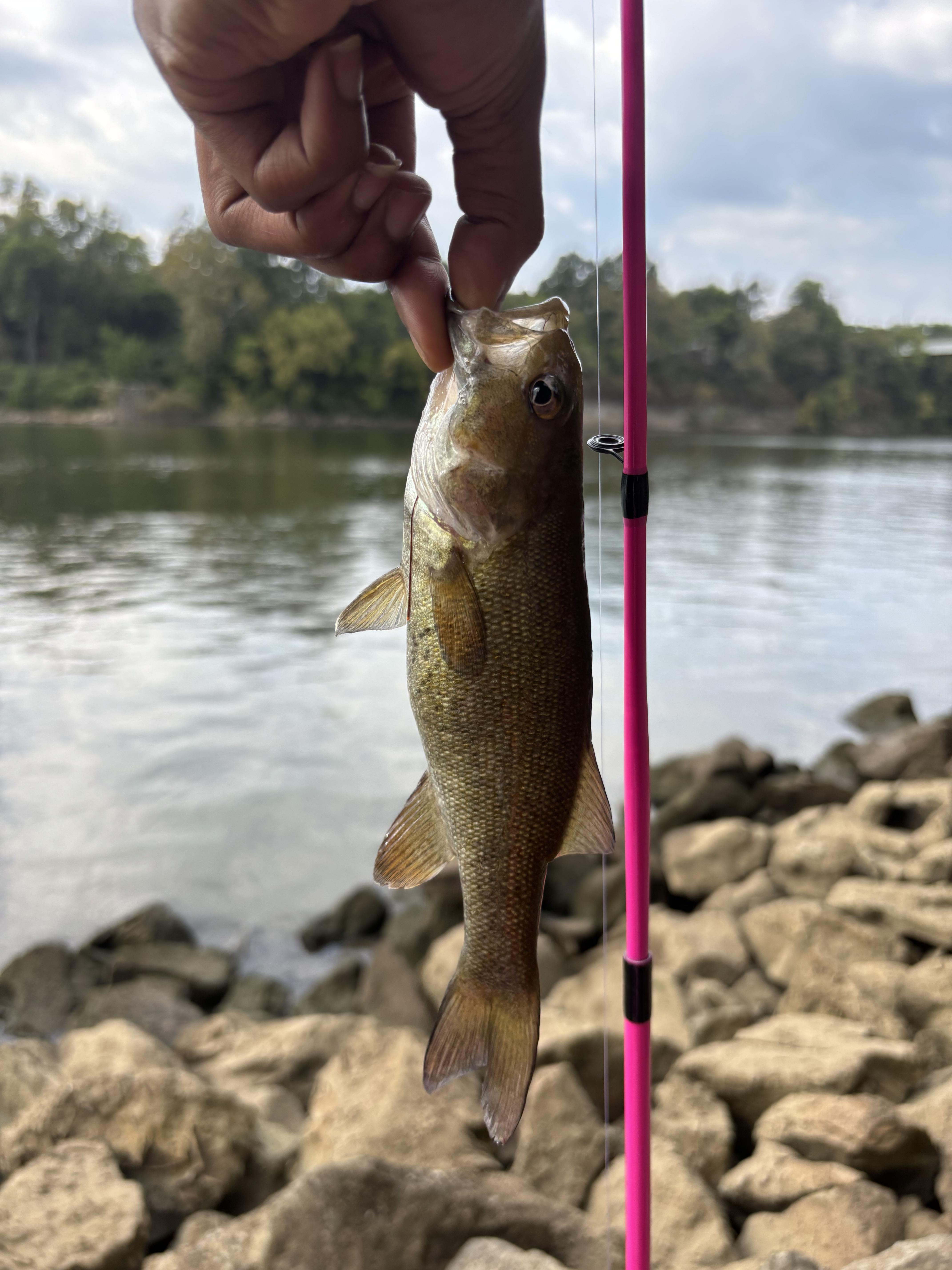 Zebco Roam 3SZ Pink 6 ft M Spincast Rod and Reel Combo | Academy