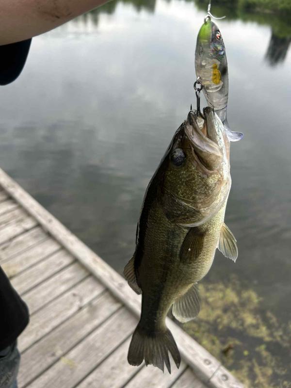 +fishing +rod +combos +for +sale Flash Sale Piscifun® Carbon X Spinning Reel & Carbon R1 The Lightest  Spinning Rod Combo